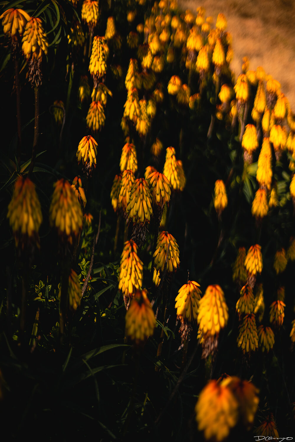 Floral, natural, and textural photos from my travels in the Bay Area in California, and more.